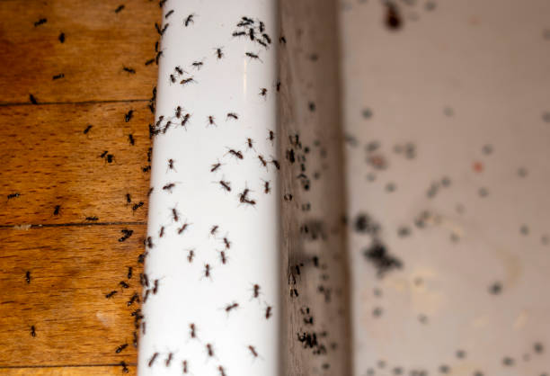Best Cockroach Control Services  in Cranston, RI